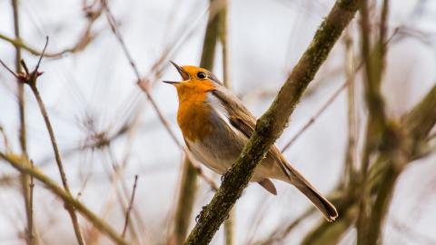 Robin singing
