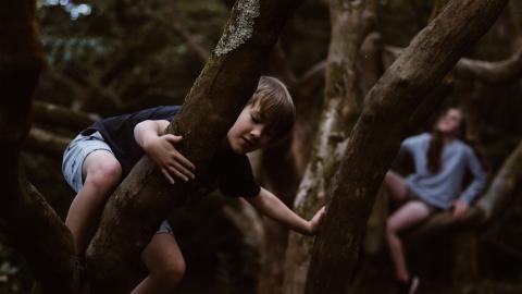Children climbing in trees